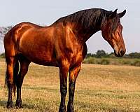 negative-coggins-test-friesian-horse