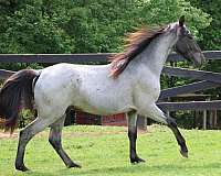 breeding-tennessee-walking-horse