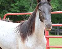 gaited-tennessee-walking-horse