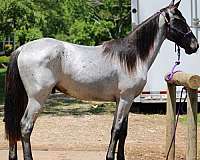natural-horsemanship-training-tennessee-walking-horse