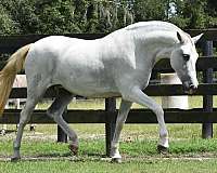 blues-andalusian-horse