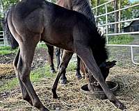 docs-hickory-stallion