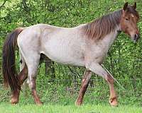 red-roan-twhbea-stallion