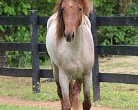 red-roan-small-star-horse