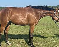 arena-trakehner-horse