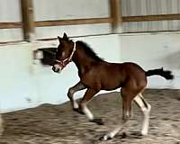 clydesdale-cross-friesian-horse