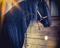 sporthorse-friesian-horse