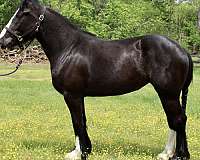 3-years-old-draft-horse