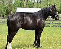 in-your-pocket-personality-draft-horse