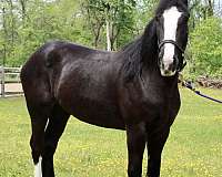 clydesdale-cross-draft-horse