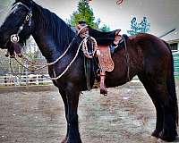western-riding-fell-pony