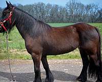 dressage-fell-pony