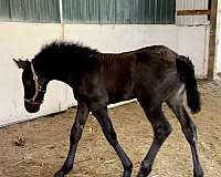 dewormed-friesian-horse
