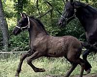 breeds-friesian-horse