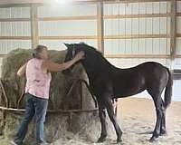 approved-friesian-horse