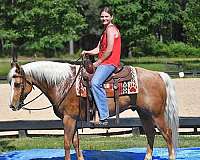 flaxen-mane-quarter-donkey