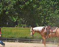 ranch-donkey-gelding