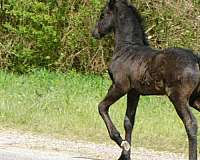 endurance-friesian-horse