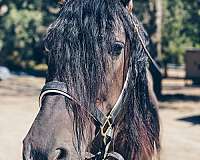 english-pleasure-andalusian-horse