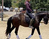 equitation-andalusian-horse