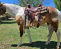 tobiano-trail-class-competiti-horse