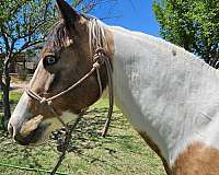 apha-paint-horse