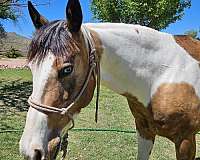 buckskin-tobiano-paint-horse