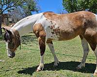 ranch-riding-paint-horse