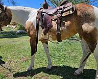 ranch-trail-paint-horse
