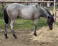 homozygous-roan-quarter-horse