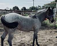 roan-quarter-horse