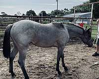 bay-roan-quarter-horse