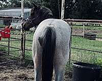 stallion-quarter-horse