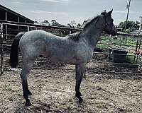 color-producer-quarter-horse