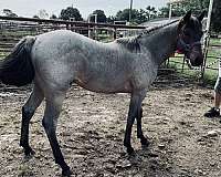 homozygous-quarter-horse