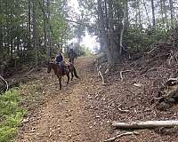 trail-horse-quarter