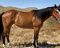breeding-appendix-horse