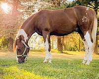 reining-paint-pinto-horse