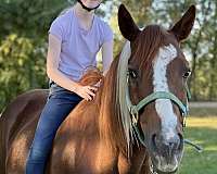 safe-gelding-paint-horse