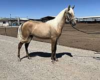 endurance-lusitano-horse