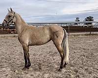 bathes-lusitano-horse