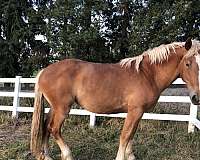 chestnut-bdhca-horse