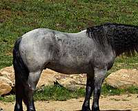 trail-percheron-horse