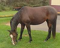 quarter-horse-mare