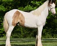 buckskin-tobiano-horse