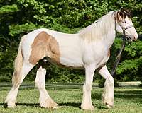 homozygous-tobiano-gypsy-vanner-horse