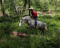 trail-horse