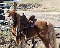 age-belgian-horse