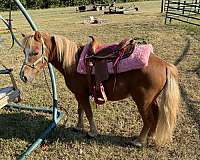 sorrel-with-light-mane-tail-white-blaze-socks-horse