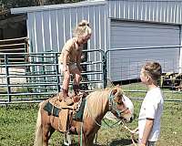 driving-ridden-western-mule